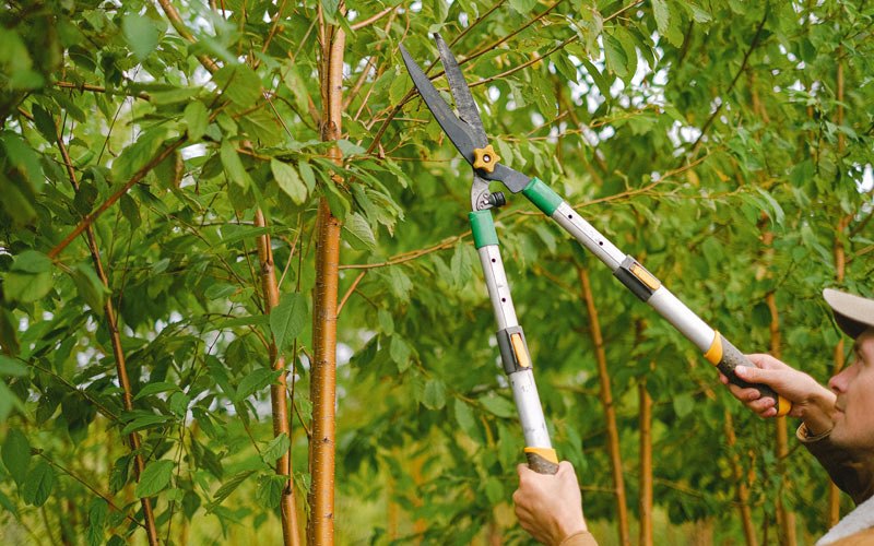Tree trimming in Hayesville, IA