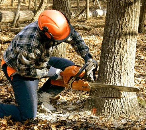 Tree Removal in Hayesville, IA